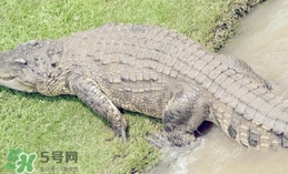 鱷魚是魚嗎？鱷魚是浮在水面上嗎？
