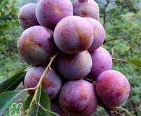 三華李可以和香蕉一起吃嗎？香蕉能和三華李一起吃嗎