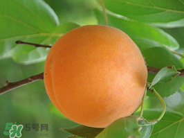 杏子不能和什么一起吃？杏子和什么不能同吃？