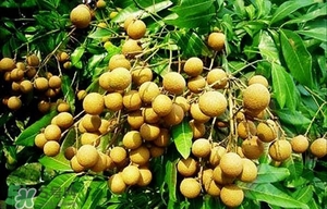 龍眼能放多久？龍眼能空腹吃嗎？