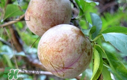 雙華李有什么營(yíng)養(yǎng)？雙華李的營(yíng)養(yǎng)價(jià)值