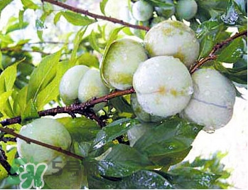 南華李什么時候成熟？南華李和三華李的區(qū)別