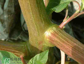 莧菜桿能吃嗎？莧菜桿子可以吃嗎？