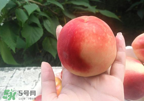 毛桃怎么保存？毛桃可以放冰箱？