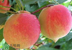 毛桃的皮能吃嗎？毛桃皮可以吃嗎？