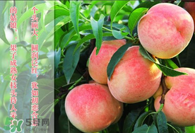 毛桃和西瓜能一起吃嗎？毛桃和西瓜能同時吃嗎？