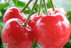 杏和櫻桃能一起吃嗎?杏能和櫻桃一起吃嗎？
