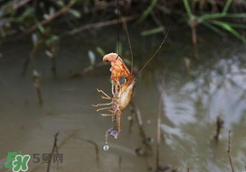 釣龍蝦用什么肉？釣龍蝦用什么肉是最厲害的？