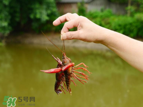 釣龍蝦用什么肉？釣龍蝦用什么肉是最厲害的？