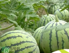西瓜子是白色的能吃嗎？西瓜籽是白色的能不能吃