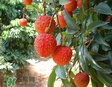 荔枝和龍眼哪個(gè)更上火？荔枝和龍眼味道差不多