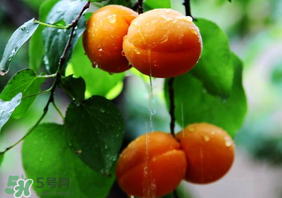 杏子怎么保存？長(zhǎng)杏子怎么保存時(shí)間長(zhǎng)？