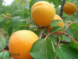新鮮杏子可以放冰箱嗎？新鮮杏子怎么保存？