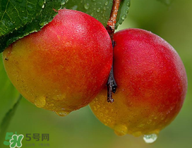 新鮮杏子怎么吃？新鮮杏子孕婦能吃嗎？