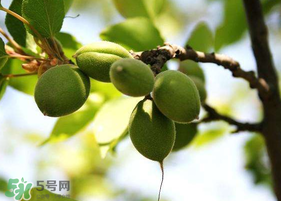 青杏怎么腌制？腌制青杏用糖比例