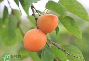黃杏孕婦可以吃嗎？孕婦可以吃黃杏嗎？