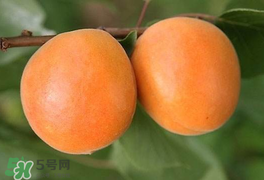 杏為什么不能多吃？杏為什么傷人?