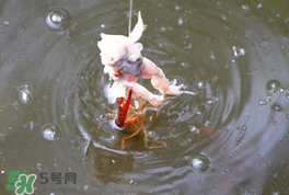 釣小龍蝦用什么餌？釣小龍蝦用什么誘餌最好？