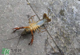 釣小龍蝦用什么餌？釣小龍蝦用什么誘餌最好？