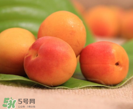 杏子可以空腹吃嗎？空腹能吃杏子嗎？