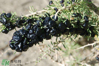 黑枸杞真假怎么辨別？黑枸杞真假辨別的方法