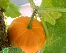 太陽(yáng)果多少錢(qián)一斤？太陽(yáng)果的價(jià)格