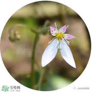 lululun plus面膜怎么樣？lululun plus面膜哪款好