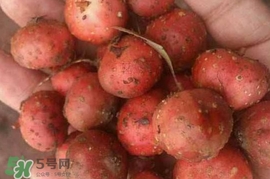 野地瓜賣多少錢一斤？野地瓜的功效與作用
