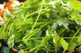 香菜是什么菜？香菜是陽(yáng)痿草嗎？
