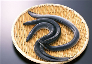 釣黃鱔用什么餌料？用什么釣黃鱔最好？