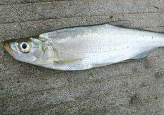 翹嘴魚怎么做好吃？翹嘴魚的做法
