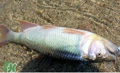 馬口魚怎么吃？馬口魚怎么做好吃？