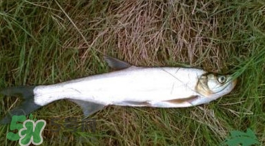 翹嘴魚(yú)多少錢(qián)一斤2017？翹嘴魚(yú)價(jià)格