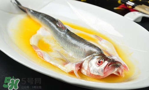 白條魚能長多大？白條魚可以長多大？