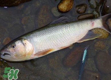 馬口魚多少錢一斤2017？野生馬口魚多少錢一斤？