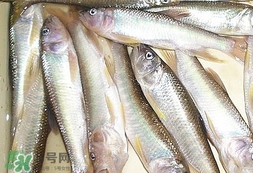 馬口魚怎么吃？馬口魚怎么做好吃？