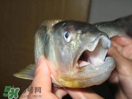 馬口魚怎么釣？馬口魚什么時候釣最好