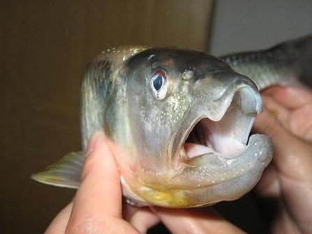 釣馬口魚用什么餌料？釣馬口魚用什么打窩？