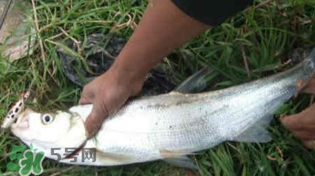 翹嘴魚(yú)多少錢(qián)一斤2017？翹嘴魚(yú)價(jià)格