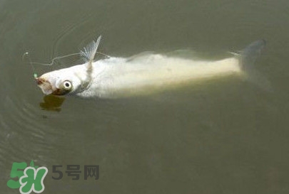翹嘴魚怎么做好吃？翹嘴魚的做法
