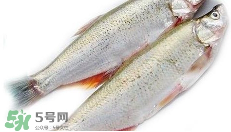白條魚能長多大？白條魚可以長多大？