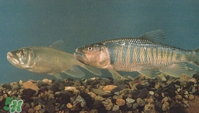 馬口魚(yú)是海魚(yú)嗎？馬口魚(yú)是什么魚(yú)