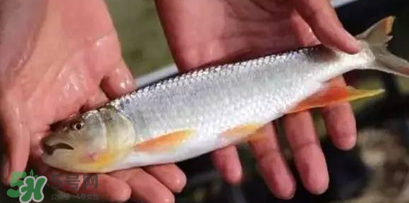馬口魚能長多大？馬口魚最大能長多長？