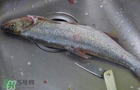 翹殼是什么魚？翹殼魚多少錢一斤2017？