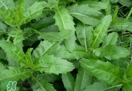 刺兒菜是蒲公英嗎？刺兒菜和蒲公英的區(qū)別