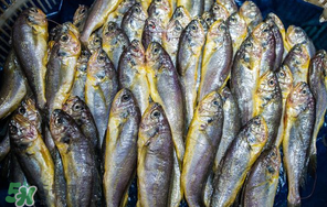 小黃魚多少錢一斤？野生小黃魚多少錢一斤？