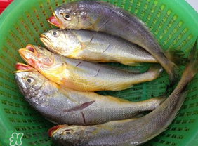 小黃魚可以養(yǎng)殖嗎？小黃魚能人工養(yǎng)殖嗎？