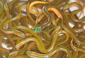 鱔魚可以養(yǎng)多久？鱔魚怎么養(yǎng)？