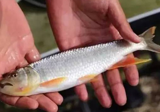 馬口魚能長多大？馬口魚最大能長多長？