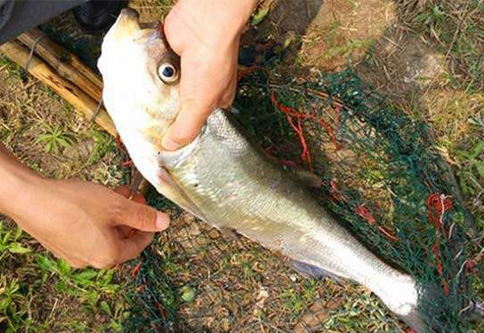 翹嘴魚是白條嗎？翹嘴魚和白條的區(qū)別